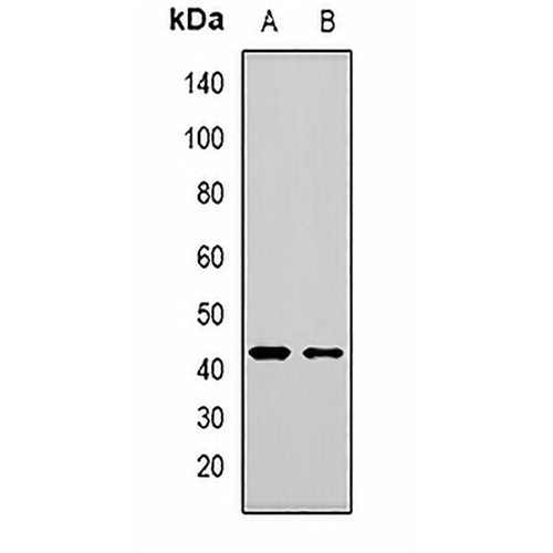 MBNL1 Rabbit Polyclonal Antibody