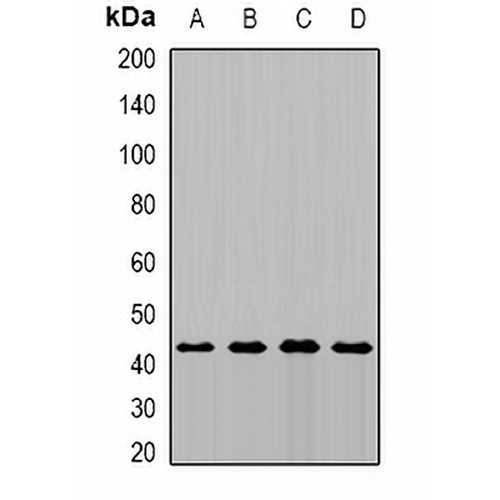 MTCH1 Rabbit Polyclonal Antibody
