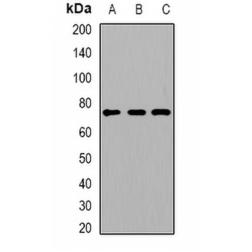 ACOX1 Rabbit Polyclonal Antibody