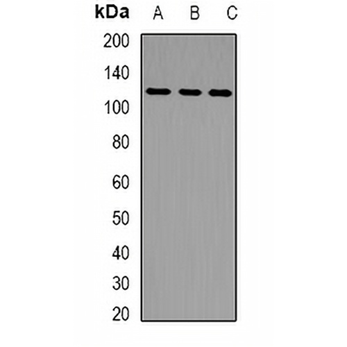 LLGL2 Rabbit Polyclonal Antibody