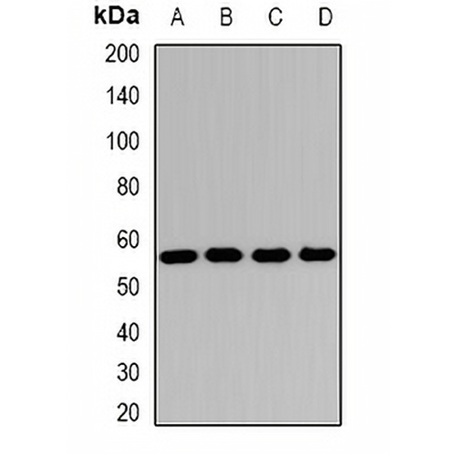 SCOT Rabbit Polyclonal Antibody