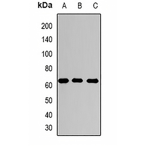 Sulphamidase Rabbit Polyclonal Antibody
