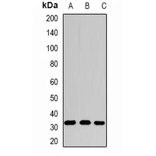 SPDSY Rabbit Polyclonal Antibody