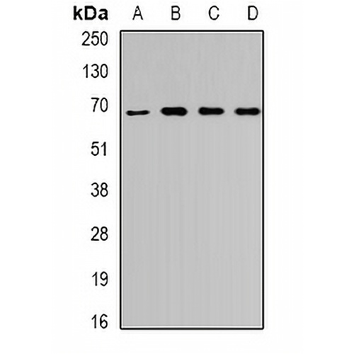 Unc18-3 Rabbit Polyclonal Antibody
