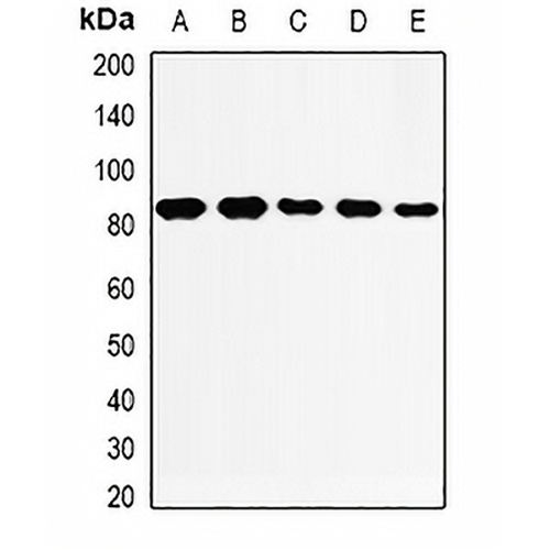 THOC1 Rabbit Polyclonal Antibody