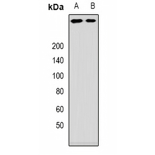 ANKHD1 Rabbit Polyclonal Antibody
