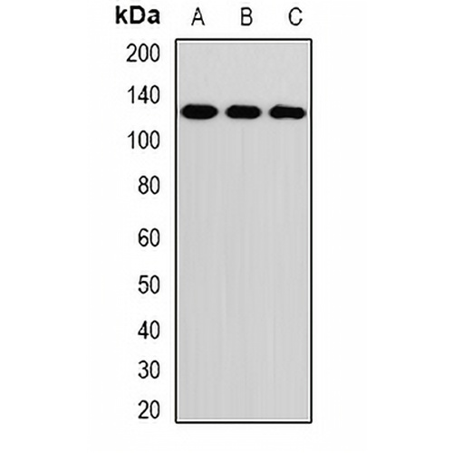 RNF31 Rabbit Polyclonal Antibody