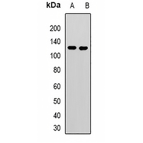 KANSL3 Rabbit Polyclonal Antibody
