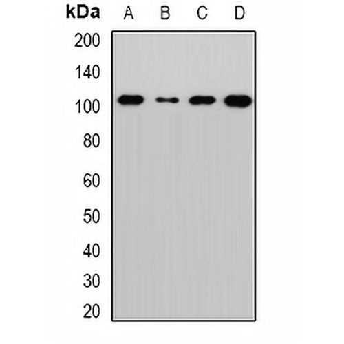 Sec5 Rabbit Polyclonal Antibody