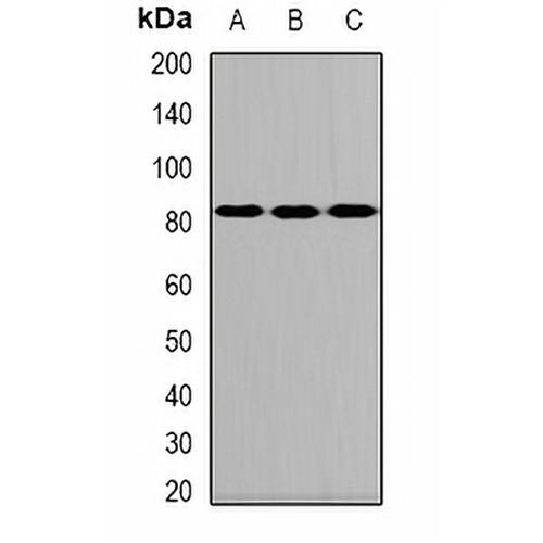 ALOXE3 Rabbit Polyclonal Antibody