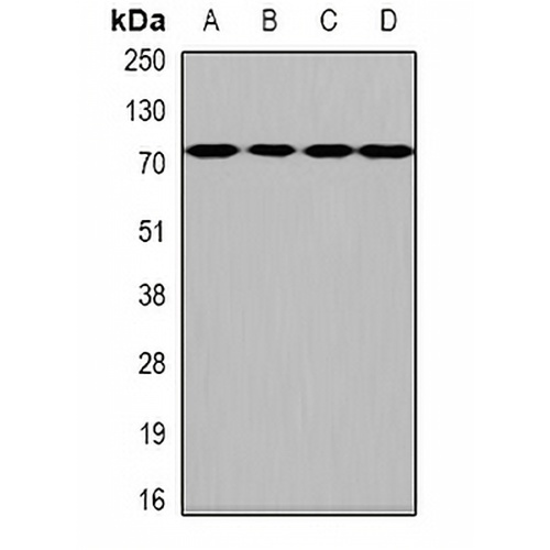 HPA2 Rabbit Polyclonal Antibody