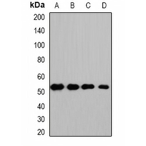 HS1BP3 Rabbit Polyclonal Antibody