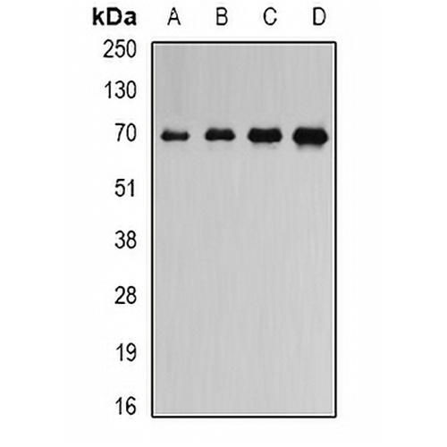 ATAD3B Rabbit Polyclonal Antibody
