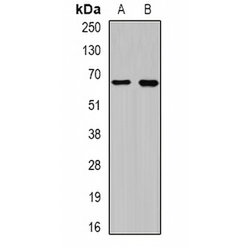 CEP57L1 Rabbit Polyclonal Antibody