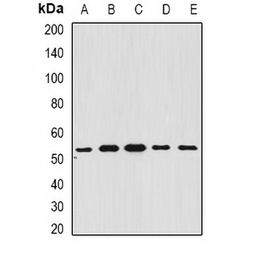 BAR Rabbit Polyclonal Antibody