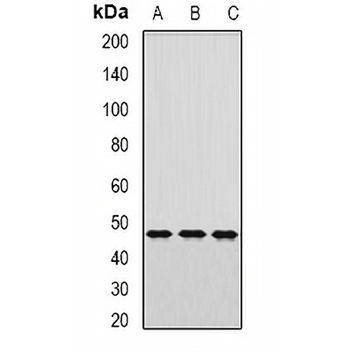 AP1-mu-2 Rabbit Polyclonal Antibody