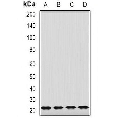 GrpEL2 Rabbit Polyclonal Antibody