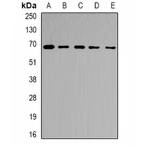 Ribophorin-2 Rabbit Polyclonal Antibody