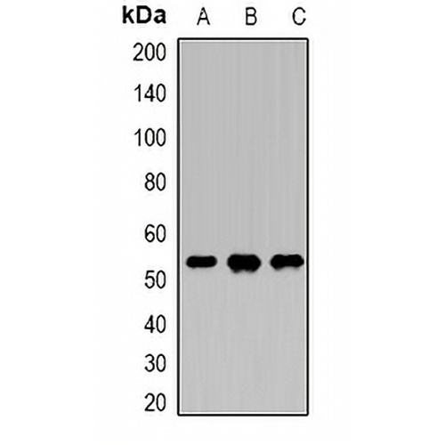 DDX39B Rabbit Polyclonal Antibody