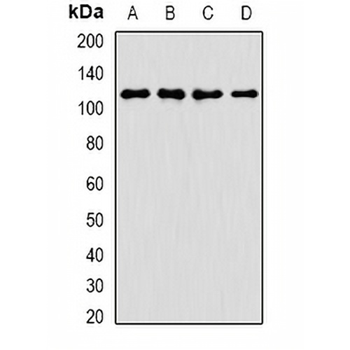 ANR52 Rabbit Polyclonal Antibody