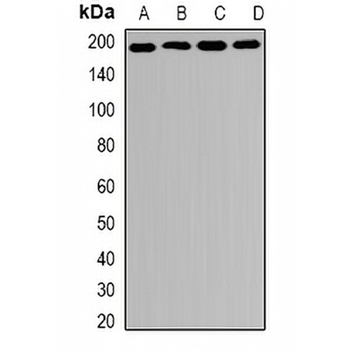 MRP1 Rabbit Polyclonal Antibody