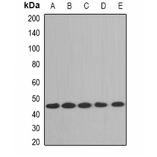 Aminoacylase 1 Rabbit Polyclonal Antibody