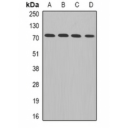 ADAM33 Rabbit Polyclonal Antibody