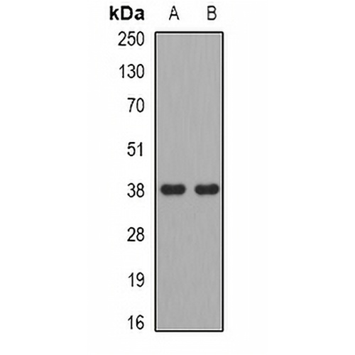 ADH5 Rabbit Polyclonal Antibody