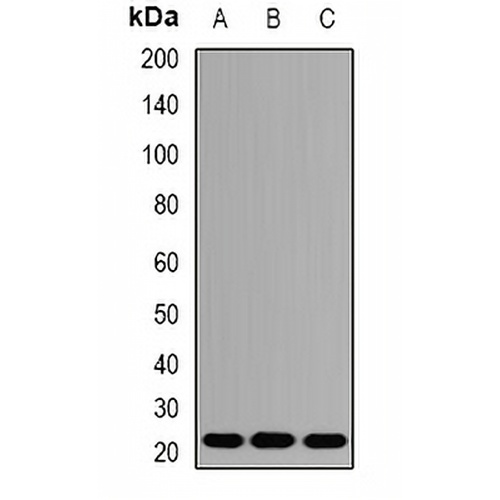 AES Rabbit Polyclonal Antibody