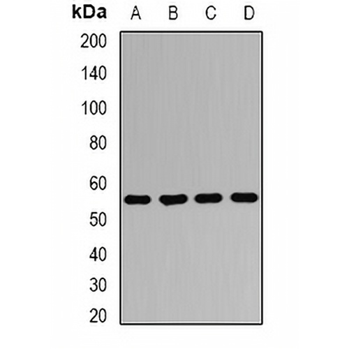 AGFG1 Rabbit Polyclonal Antibody