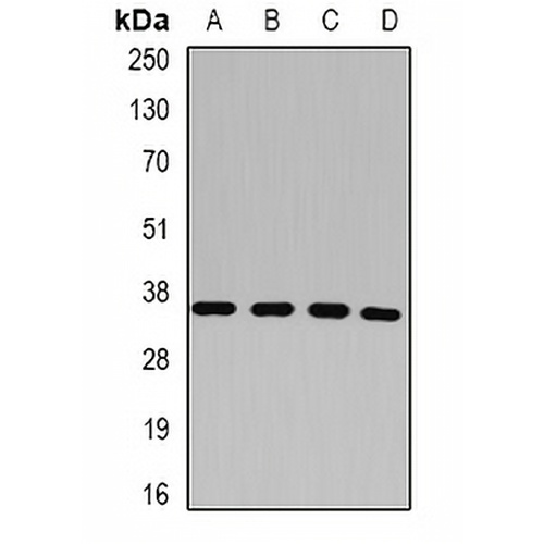 p43 Rabbit Polyclonal Antibody