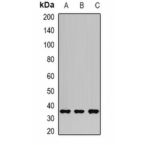 AKR1C3 Rabbit Polyclonal Antibody