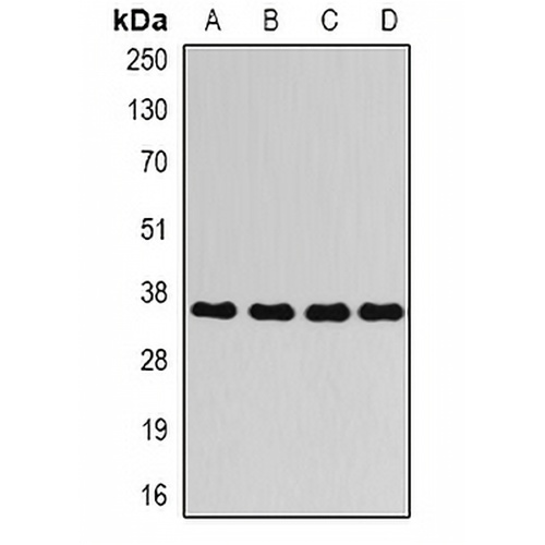AKR1C4 Rabbit Polyclonal Antibody