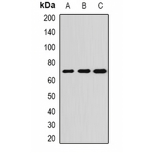 ALPPL2 Rabbit Polyclonal Antibody