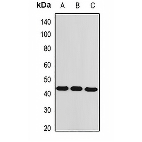 AMACR Rabbit Polyclonal Antibody