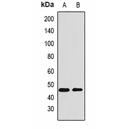 AMBP Rabbit Polyclonal Antibody