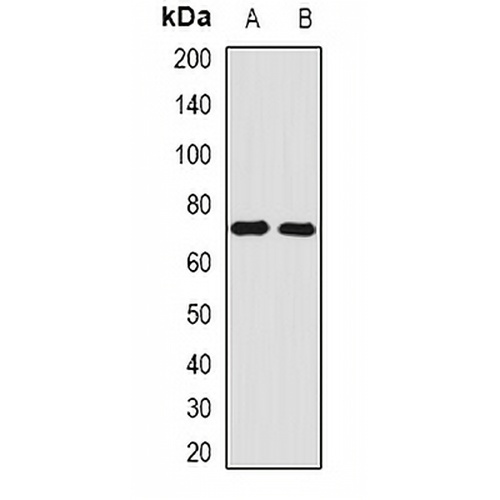 Angiomotin Rabbit Polyclonal Antibody