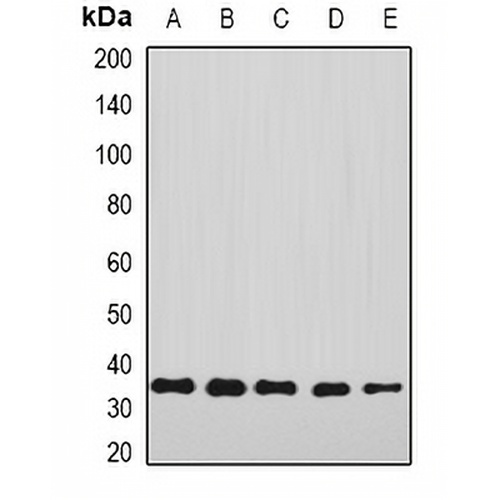 Annexin A4 Rabbit Polyclonal Antibody