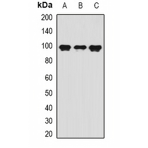 VAP-1 Rabbit Polyclonal Antibody