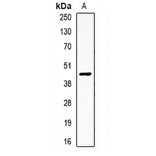 Apolipoprotein H Rabbit Polyclonal Antibody