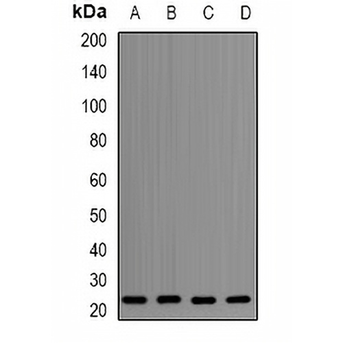 Apolipoprotein M Rabbit Polyclonal Antibody