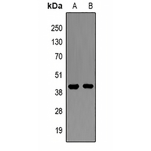 Amphiregulin Rabbit Polyclonal Antibody