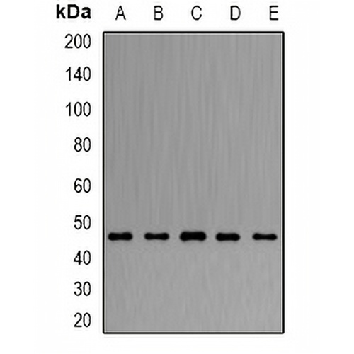 ARFGAP1 Rabbit Polyclonal Antibody