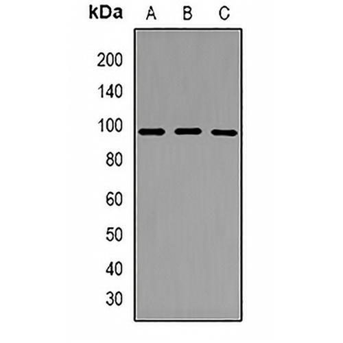 DRIL1 Rabbit Polyclonal Antibody