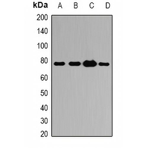 ATG7 Rabbit Polyclonal Antibody