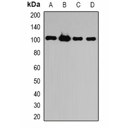 ATG9B Rabbit Polyclonal Antibody