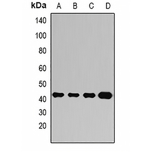 Ataxin 3 Rabbit Polyclonal Antibody