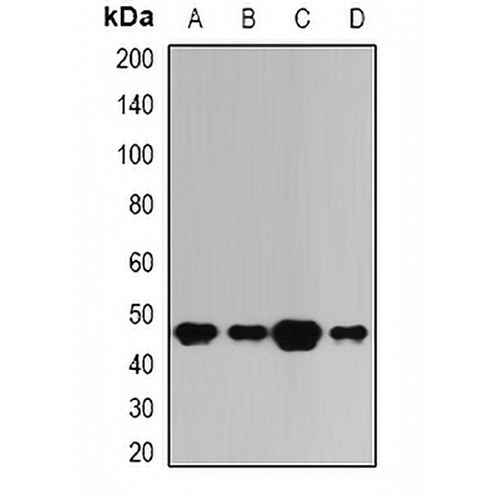 BAAT Rabbit Polyclonal Antibody