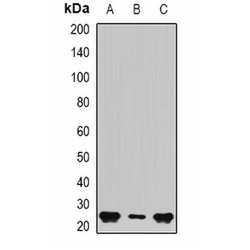 BAG2 Rabbit Polyclonal Antibody