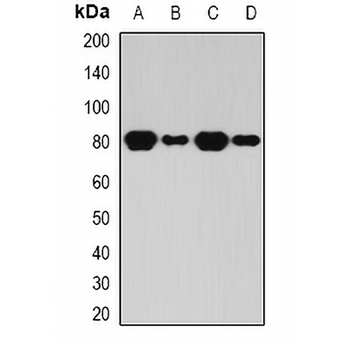 BAP1 Rabbit Polyclonal Antibody